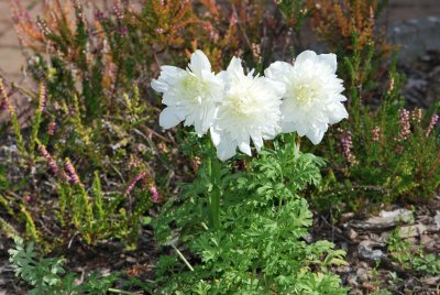 Anemone 'St Brigit' - sasanka plnokvětá 'St Brigit'